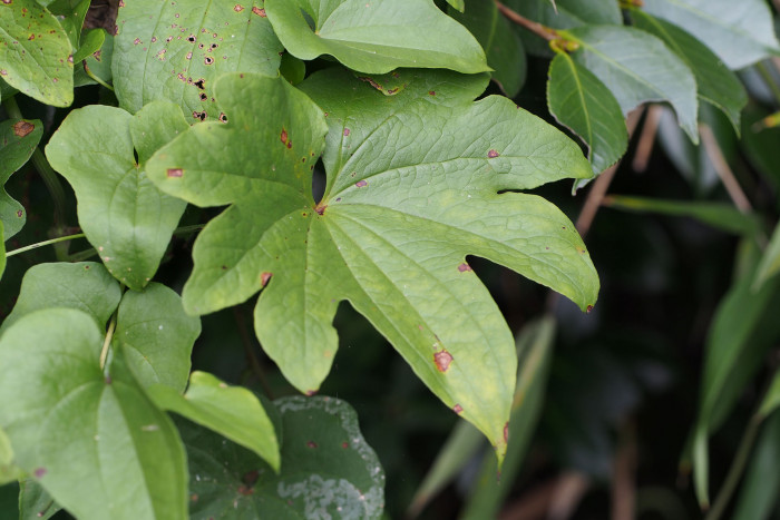 단풍마 - Dioscorea quinqueloba Thunb.