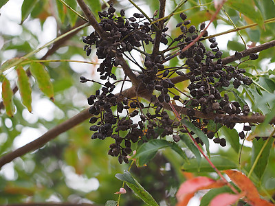 검양옻나무 사진 - Toxicodendron succedaneum (L.) Kuntze Photos