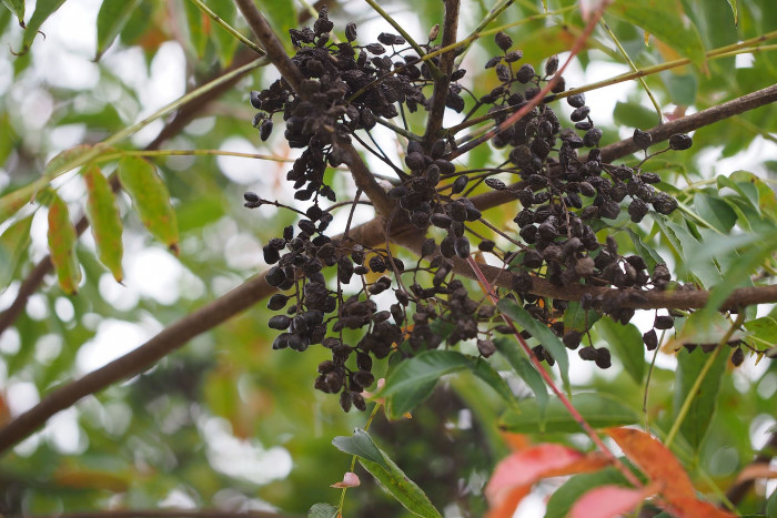 검양옻나무 - Japanese Wax Tree, Toxicodendron succedaneum (L.) Kuntze