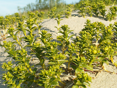 갯별꽃 사진 - Honkenya peploides var. major Hook. ex Ohwi Photos