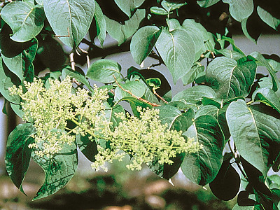 개회나무 사진 - Syringa reticulata var. mandshurica (Maxim.) H.Hara Photos