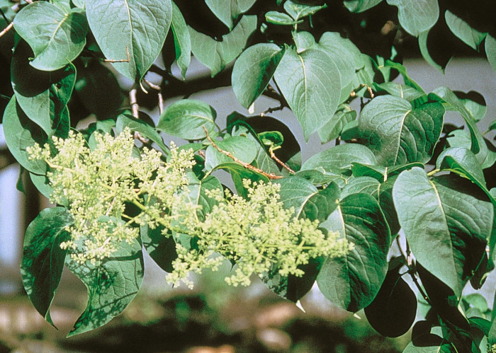 개회나무 - Manchurian lilac , Syringa reticulata var. mandshurica (Maxim.) H.Hara