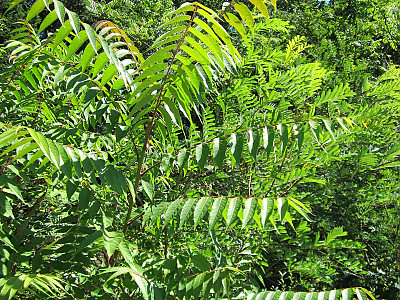 가죽나무 사진 - Ailanthus altissima (Mill.) Swingle for. altissima Photos