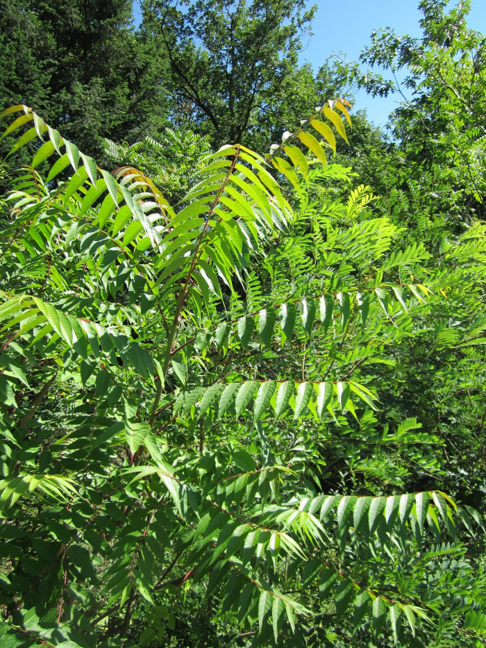 가죽나무 - Tree of Heaven, Ailanthus altissima (Mill.) Swingle for. altissima