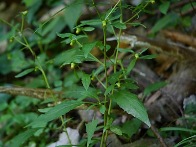 담배풀 사진 - Carpesium abrotanoides L. Photos