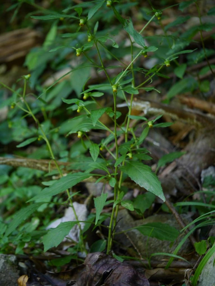 담배풀 - Carpesium abrotanoides L.