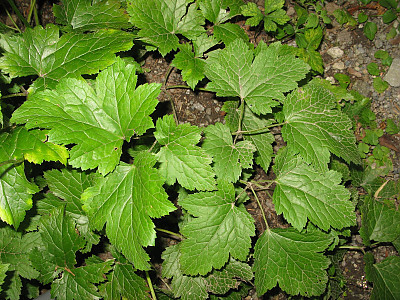 개승마 사진 - Cimicifuga biternata (Siebold & Zucc.) Miq. Photos