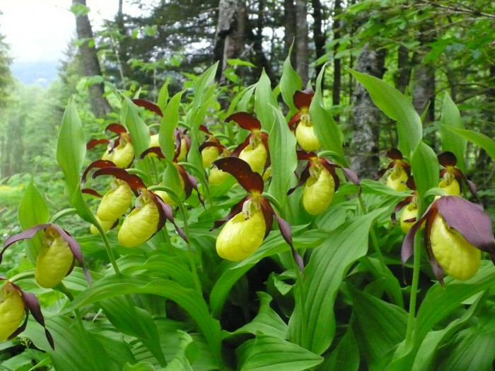 노랑복주머니란 - Cypripedium calceolus L.