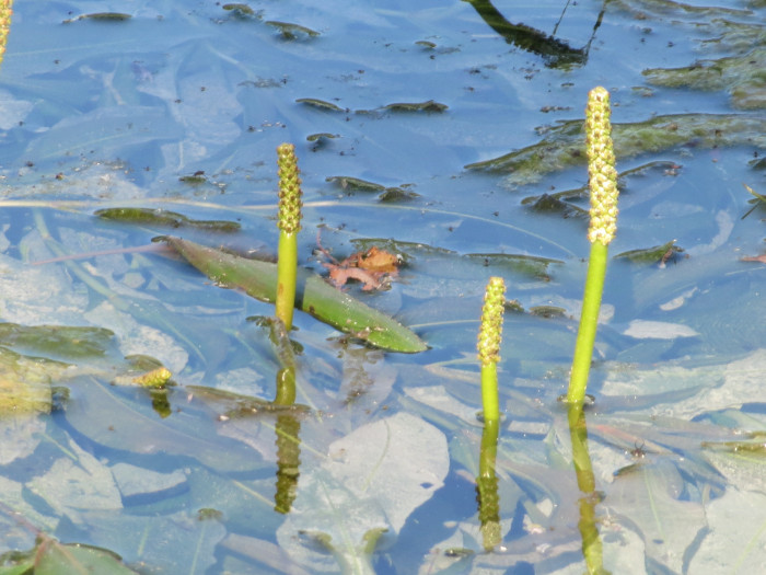 대가래 - Potamogeton malaianus Miq.