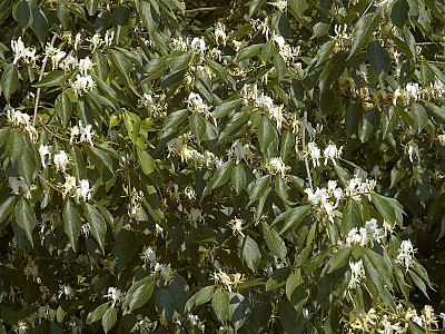 괴불나무 사진 - Lonicera maackii (Rupr.) Maxim. Photos