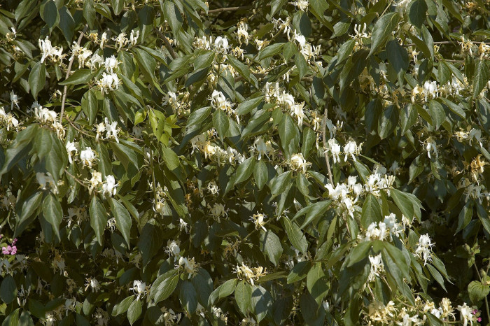 괴불나무 - Lonicera maackii (Rupr.) Maxim.
