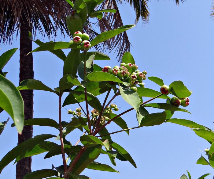 로즈애플  - rose apple, Syzygium jambos