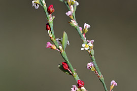 개마디풀 - Polygonum equisetiforme Sibth. & Sm.
