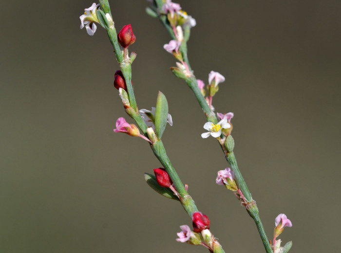 개마디풀 - Polygonum equisetiforme Sibth. & Sm.