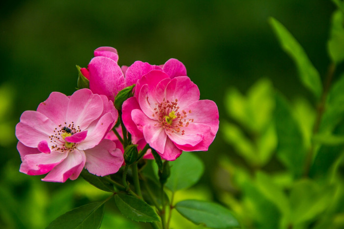 장미 - Rose, Rosa hybrida