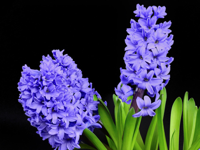 히아신스 - Hyacinth, Hyacinthus orientalis L.