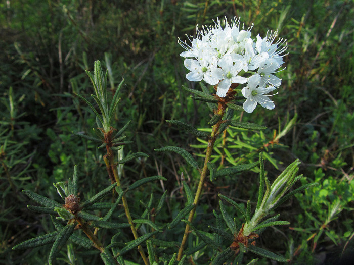 백산차 - Ledum palustre L. var. decumbens Aiton