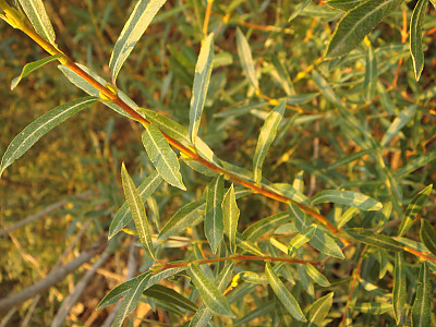 당키버들 사진 - Salix purpurea var. smithiana Trautv. Photos