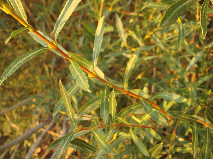 당키버들 - Salix purpurea var. smithiana Trautv.