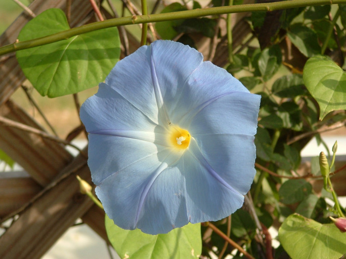 나팔꽃 - morning glory, Pharbitis nil (L.) Choisy