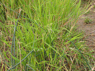 겨풀 사진 - Leersia oryzoides var. japonica Hack. Photos