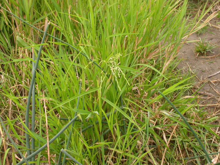 겨풀 - Leersia oryzoides var. japonica Hack.