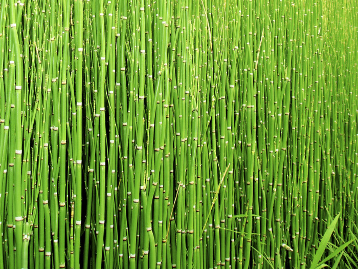 속새 - Equisetum hyemale L.