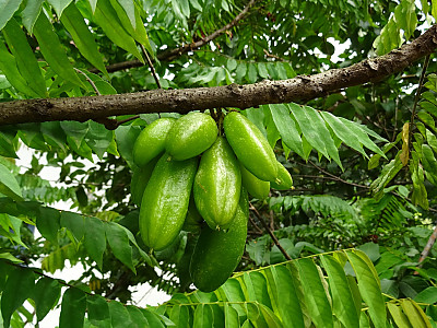 스타후르츠 사진 - Averrhoa carambola L. Photos