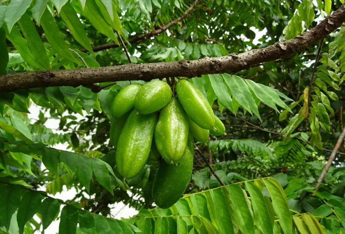 스타후르츠 - Star fruit, Averrhoa carambola L.
