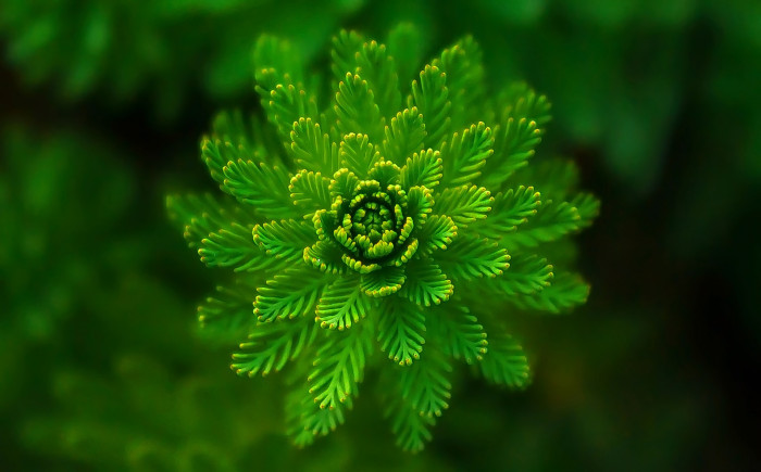 물수세미 - Myriophyllum verticillatum