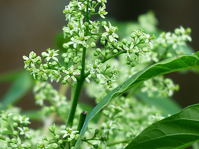 가죽나무 사진 - Ailanthus altissima (Mill.) Swingle for. altissima Photos