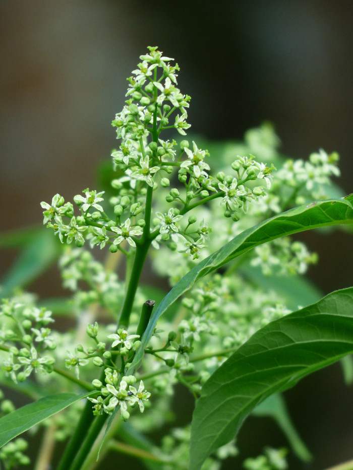 가죽나무 - Tree of Heaven, Ailanthus altissima (Mill.) Swingle for. altissima