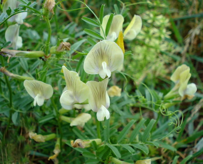흰큰등갈퀴 - Vicia pseudorobus Fisch. & C. A. Mey. for. albiflora (Nakai) T. B. Lee