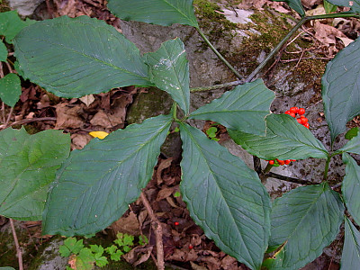 점박이천남성 사진 - Arisaema peninsulae Nakai Photos