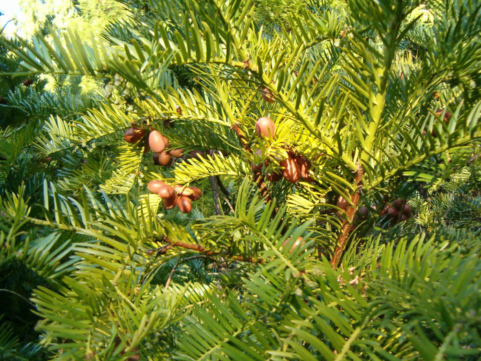 눈개비자나무 - Cephalotaxus harringtonia var. nana (Nakai) Rehder