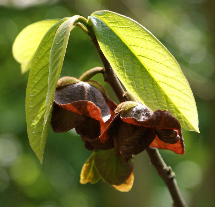 포포나무 - Sunflower pawpaw, Asimina triloba