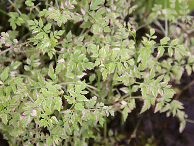 개미나리 사진 - Oenanthe javanica var. japonica (Maxim.) Honda Photos