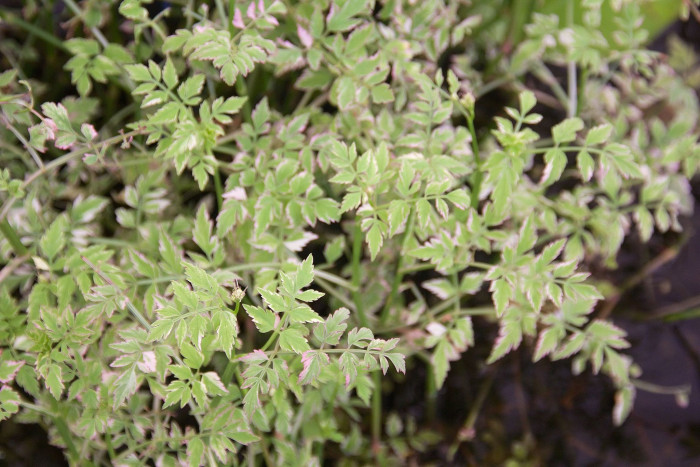 개미나리 - Oenanthe javanica var. japonica (Maxim.) Honda