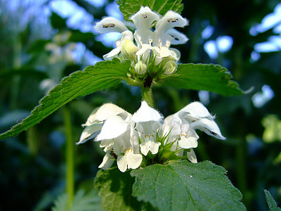 광대수염 사진 - Lamium album var. barbatum (Siebold & Zucc.) Franch. & Sav. Photos