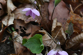 고깔제비꽃 - Viola rossii Hemsl.