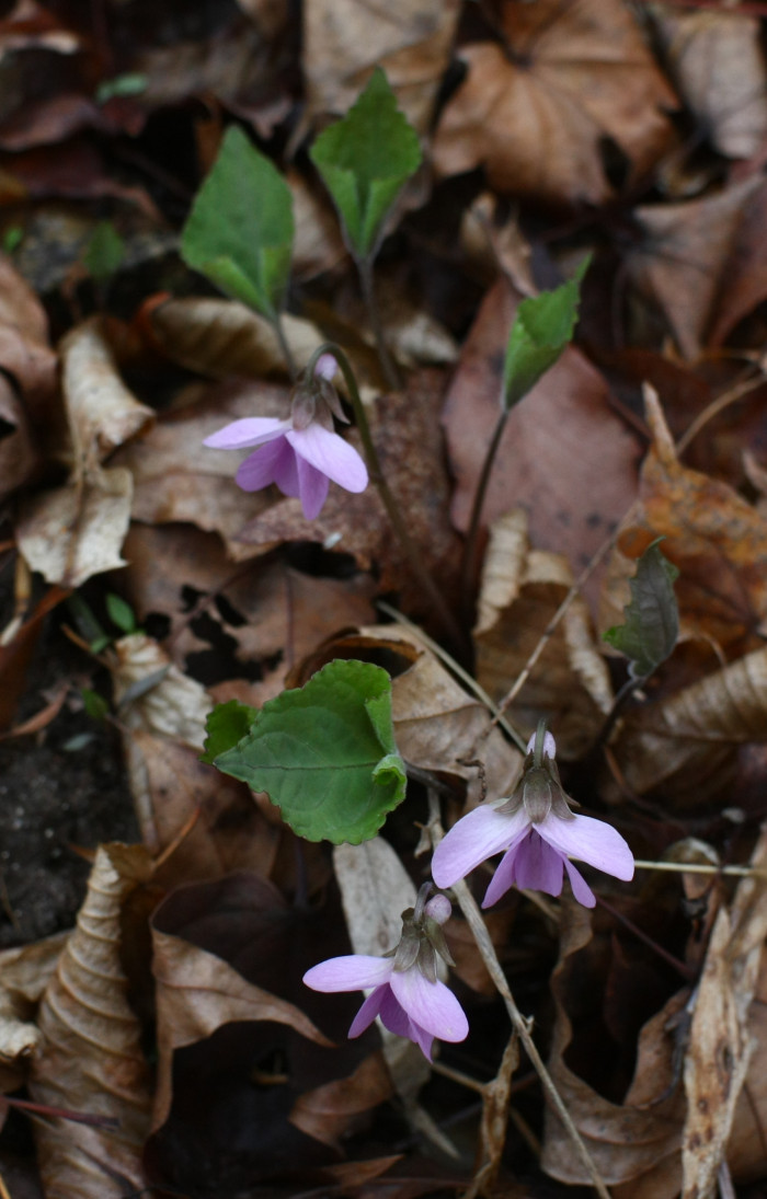 고깔제비꽃 - Viola rossii Hemsl.
