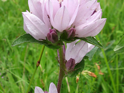 흰자주꽃방망이 사진 - Campanula glomerata L. for. alba Nakai ex T. B. Lee Photos