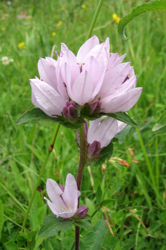 흰자주꽃방망이 - Campanula glomerata L. for. alba Nakai ex T. B. Lee