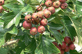 산사나무 - Crataegus pinnatifida Bunge for. pinnatifida