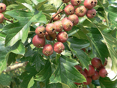 산사나무 사진 - Crataegus pinnatifida Bunge for. pinnatifida Photos