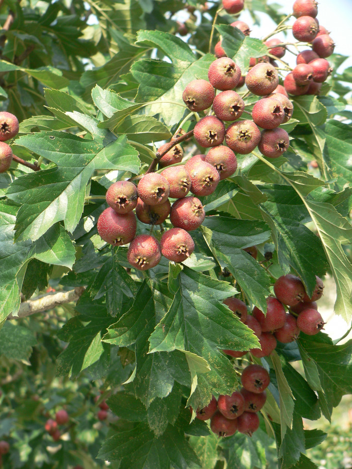 산사나무 - Mountain hawthorn, Crataegus pinnatifida Bunge for. pinnatifida