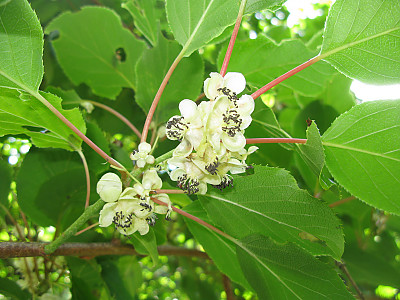 녹다래 사진 - Actinidia arguta var. rufinervis Nakai Photos