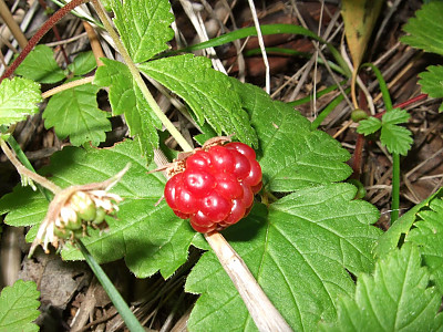 가새함경딸기 사진 - Rubus arcticus for. dentipetala Uyeki & Sakata Photos