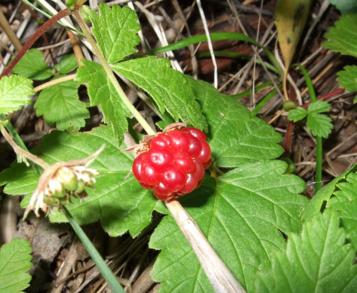 가새함경딸기 - Rubus arcticus for. dentipetala Uyeki & Sakata