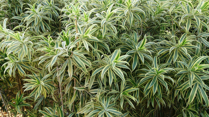 송 오브 인디아 - song of India, Dracaena reflexa 